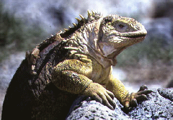 galapagos tours